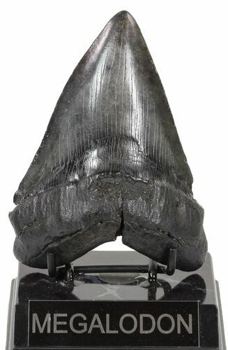 Large, Fossil Megalodon Tooth #56823